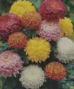 chrysanthemum in the rain