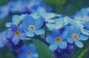 myosotis in the rain