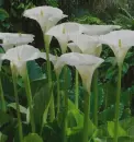 white calla in the rain