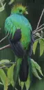 quetzal in the rain