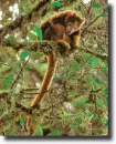 tree kangaroo