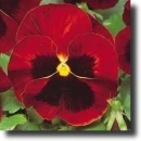 red pansy