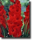 red gladiola