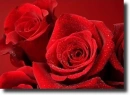 red rosa