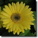 yellow gerbera