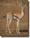 vörös gazella