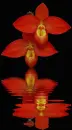red orchid