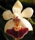 orchid