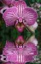 orchidea