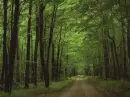 wood in the rain