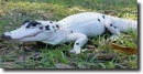 albino alligator