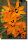 orange ixia
