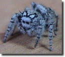 color spider
