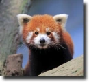 Red panda
