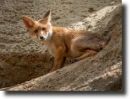 red fox