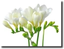 white freesia