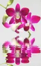 orchidea