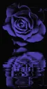 purple rosa