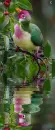 fruit dove