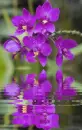 purple orchid