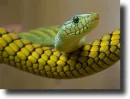 Zöld mamba