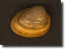 Pirosas köleskagyló
