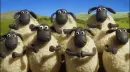 clapping sheep