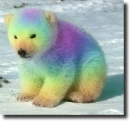 rainbow polarbear