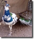 albino peacock