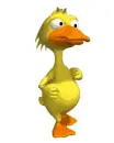 duck