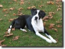 angol pointer