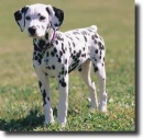 dalmata