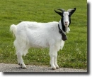 goat