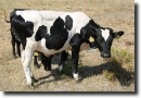 cow