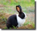 bunny