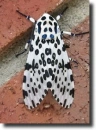 black and white butterfly