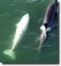 albino orca