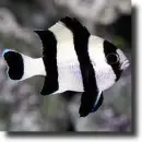 damselfish