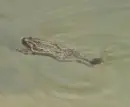 brown toad swims
