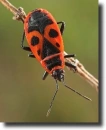 bodobács