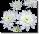 white chrysanthemum