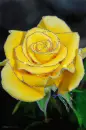 sparkles yellow rosa