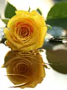 sparkles flower