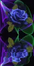 blue rosa