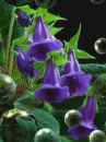 purple flower