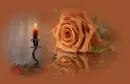 orange rosa