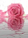 pink rosa in the rain