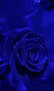 blue rosa