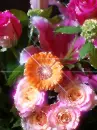 sparkles flower