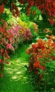 flowers in the rain